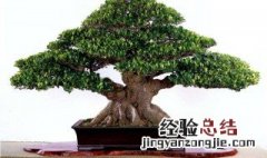 养榕树真的不吉利吗 养榕树好吗