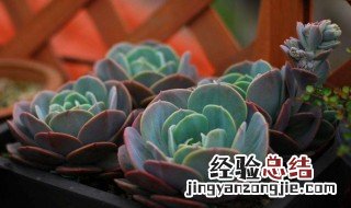 红粉台阁怎么度夏