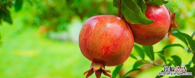 石榴是什么季节的水果? 石榴是什么季节的水果