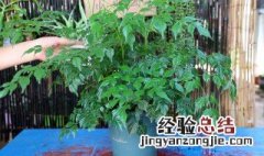 幸福树的摆放禁忌 幸福树的拜访禁忌
