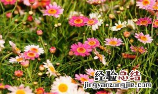 波斯菊最适宜种植时间和温度 波斯菊最适宜种植时间