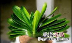 君子兰为什么不能送人 君子兰为什么不能送人几月换盆