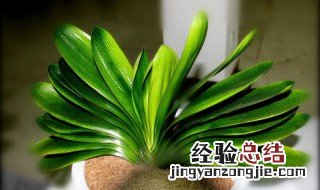 君子兰为什么不能送人 君子兰为什么不能送人几月换盆