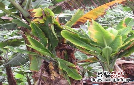 香蕉束顶病症状 香蕉束顶病怎么防治