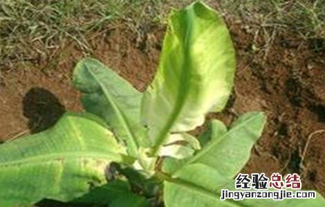香蕉束顶病症状 香蕉束顶病怎么防治