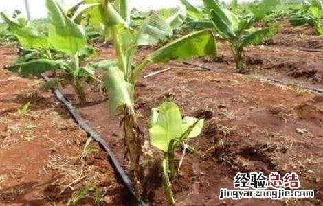 香蕉束顶病症状 香蕉束顶病怎么防治