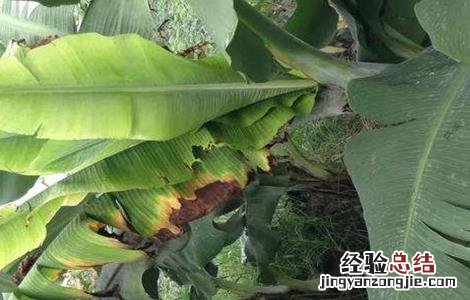 香蕉束顶病症状 香蕉束顶病怎么防治