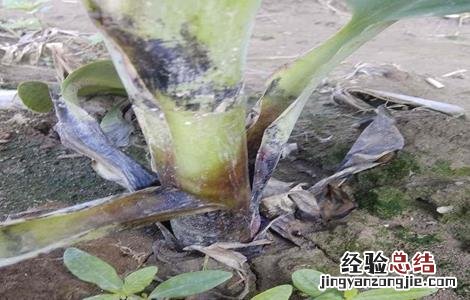 香蕉束顶病症状 香蕉束顶病怎么防治