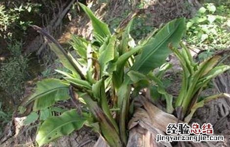 香蕉束顶病症状 香蕉束顶病怎么防治