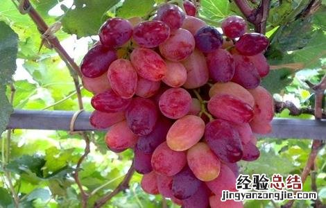 葡萄采收注意事项有哪些 葡萄采收注意事项