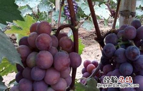 葡萄采收注意事项有哪些 葡萄采收注意事项