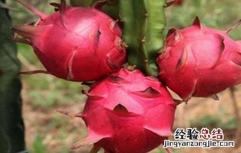 火龙果结果期的管理 火龙果结果期间如何管理