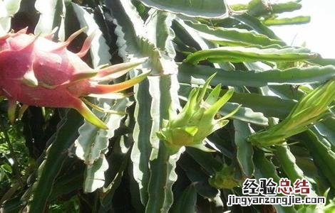 火龙果结果期的管理 火龙果结果期间如何管理