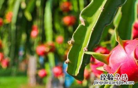 火龙果结果期的管理 火龙果结果期间如何管理