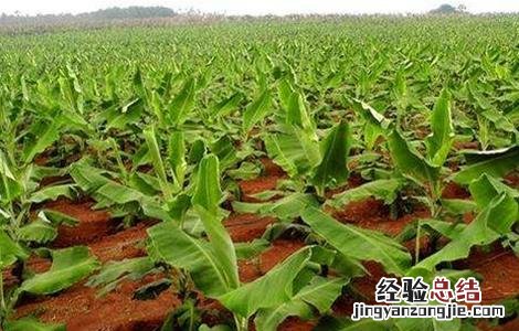 香蕉种植管理技术要点 香蕉种植管理技术