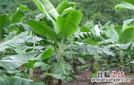 香蕉种植管理技术要点 香蕉种植管理技术
