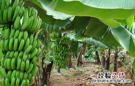 香蕉种植管理技术要点 香蕉种植管理技术
