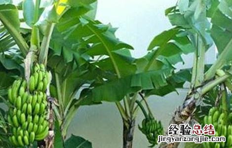 香蕉种植管理技术要点 香蕉种植管理技术