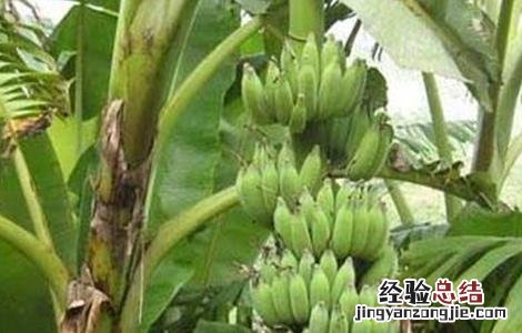 香蕉种植管理技术要点 香蕉种植管理技术