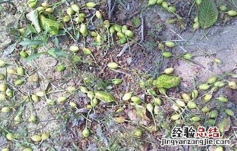 樱桃落花落果怎么办 樱桃掉果怎么回事