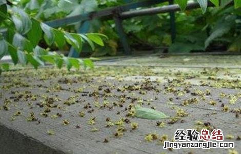 樱桃落花落果怎么办 樱桃掉果怎么回事