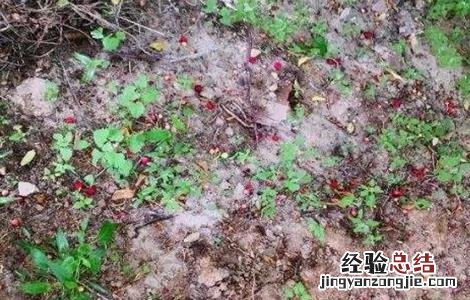 樱桃落花落果怎么办 樱桃掉果怎么回事