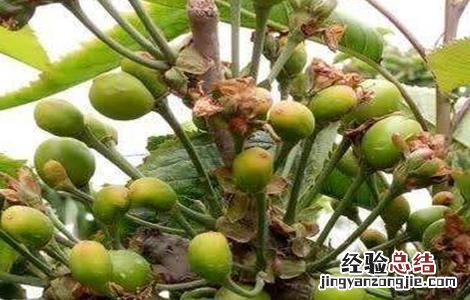 樱桃落花落果怎么办 樱桃掉果怎么回事