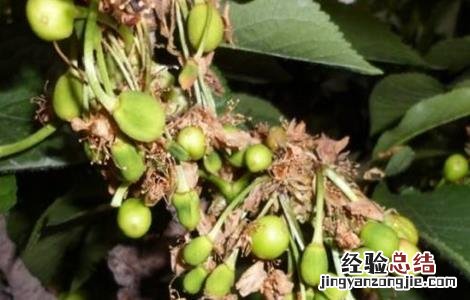 樱桃落花落果怎么办 樱桃掉果怎么回事