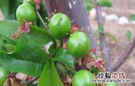 樱桃落花落果怎么办 樱桃掉果怎么回事
