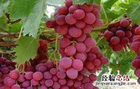 红宝石无核葡萄栽培技术 红宝石葡萄高产栽培技术