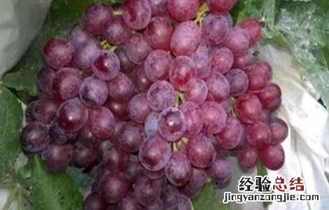 红宝石无核葡萄栽培技术 红宝石葡萄高产栽培技术