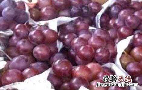 红宝石无核葡萄栽培技术 红宝石葡萄高产栽培技术