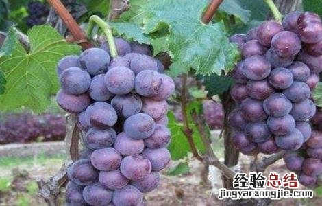 红宝石无核葡萄栽培技术 红宝石葡萄高产栽培技术