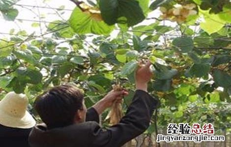 猕猴桃花期前后的管理 猕猴桃花果期管理要点