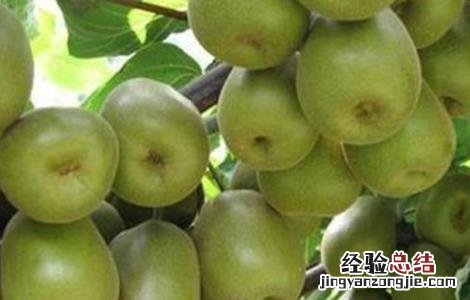 猕猴桃花期前后的管理 猕猴桃花果期管理要点