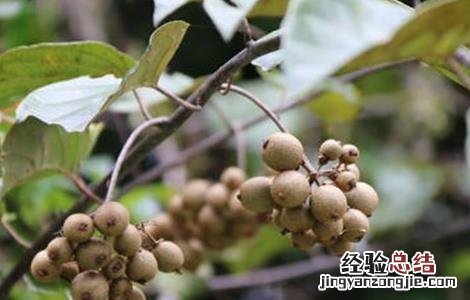 猕猴桃花期前后的管理 猕猴桃花果期管理要点