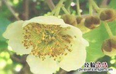 猕猴桃花期前后的管理 猕猴桃花果期管理要点