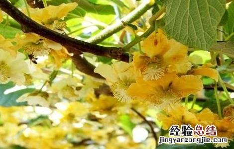 猕猴桃花期前后的管理 猕猴桃花果期管理要点