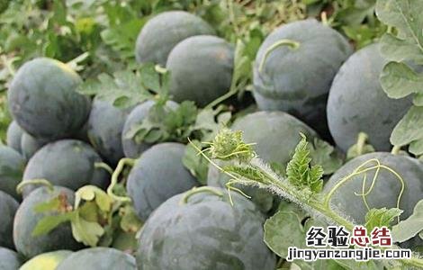 西瓜采摘后如何保鲜 西瓜的采收与保存