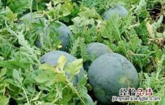西瓜采摘后如何保鲜 西瓜的采收与保存