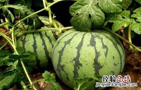 西瓜采摘后如何保鲜 西瓜的采收与保存
