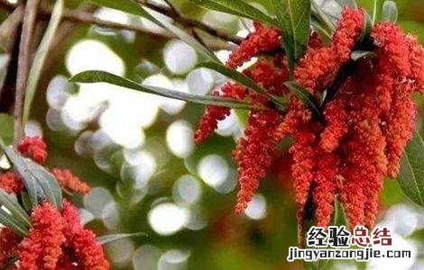 杨梅只开花不结果怎么办呀 杨梅只开花不结果怎么办