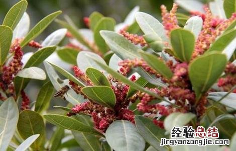 杨梅只开花不结果怎么办呀 杨梅只开花不结果怎么办