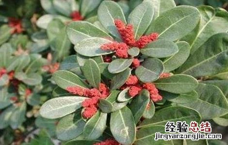 杨梅只开花不结果怎么办呀 杨梅只开花不结果怎么办