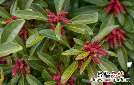 杨梅只开花不结果怎么办呀 杨梅只开花不结果怎么办