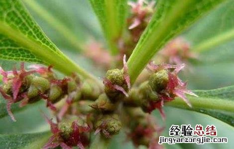 杨梅只开花不结果怎么办呀 杨梅只开花不结果怎么办