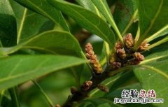 杨梅只开花不结果怎么办呀 杨梅只开花不结果怎么办