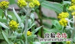 鼠曲草为什么对眼睛不好 鼠曲草的功效与禁忌