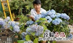 绣球花的养殖方法和注意事项温度 绣球花的养殖方法和注意事项