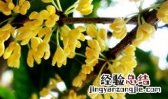盆栽桂花树的养殖方法和注意事项 桂花树的养殖方法和注意事项